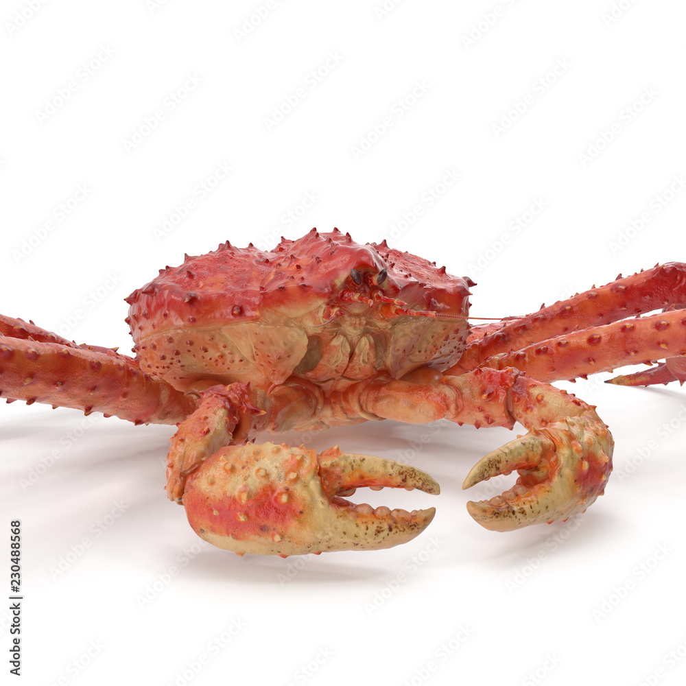 Red King Crab Kamchatka Isolated On White Background. 3D Illustration