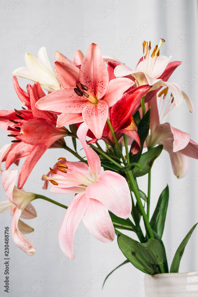 Colorful lily flowers Colorful lily flowers