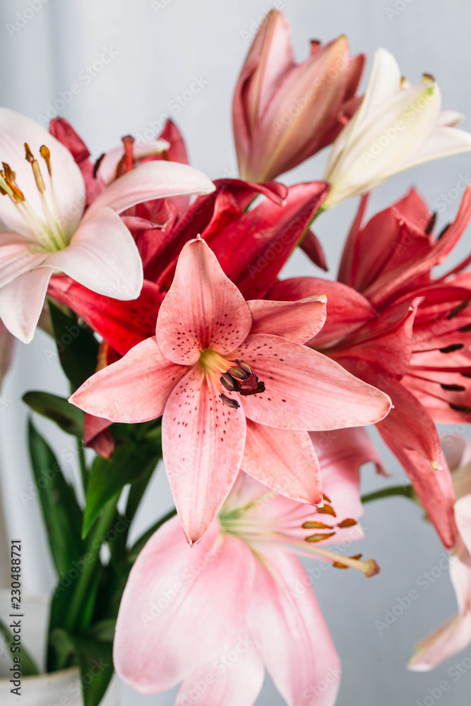 Colorful lily flowers