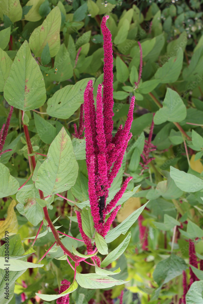 delicate purple flower brightly lit with a magnificent flame in the rays of the summer sun. flowers on a background of leaves delicate purple flower brightly lit with a magnificent flame in the rays of the summer sun. flowers on a background of leaves