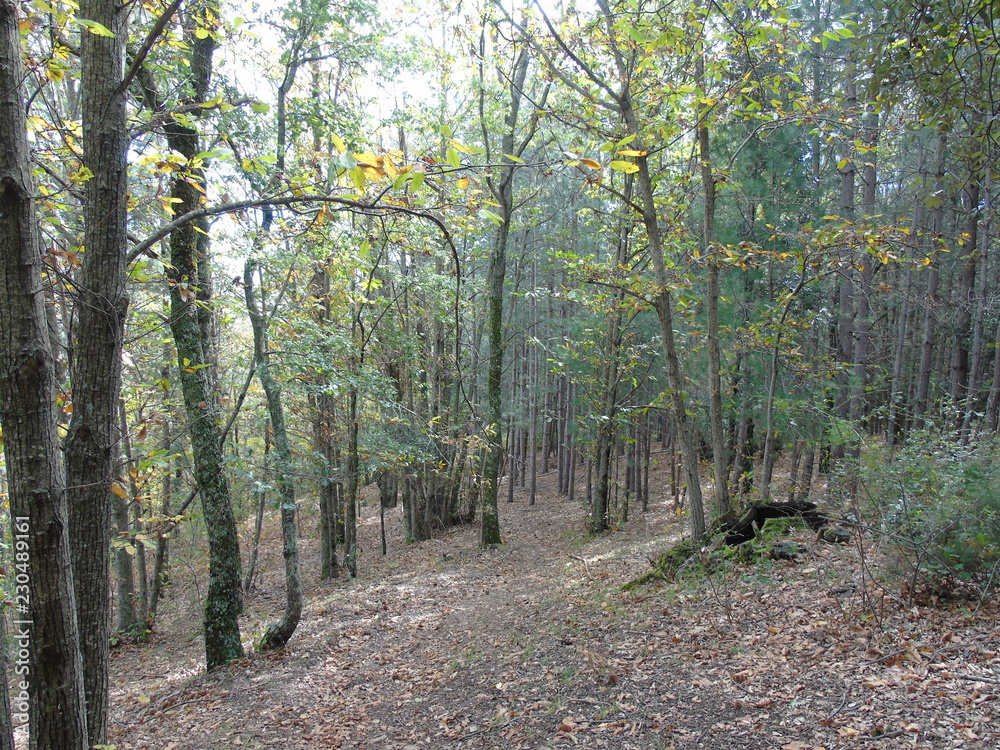 Fototapeta premium Bosco 3