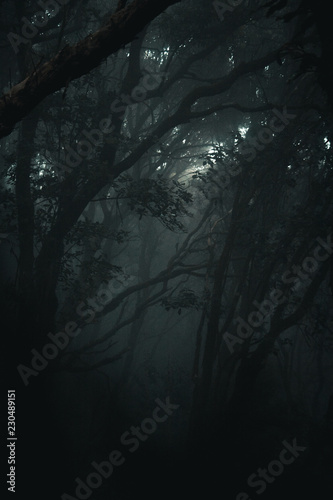 tenerife, Tenriffa, Hiking, green, urlaub, wandern, landscapes,  tree, cloud, view, trip, sky, sunset, nuture, sun, mountains, adventure, sea, sand, blue, water, outdoor, wave,