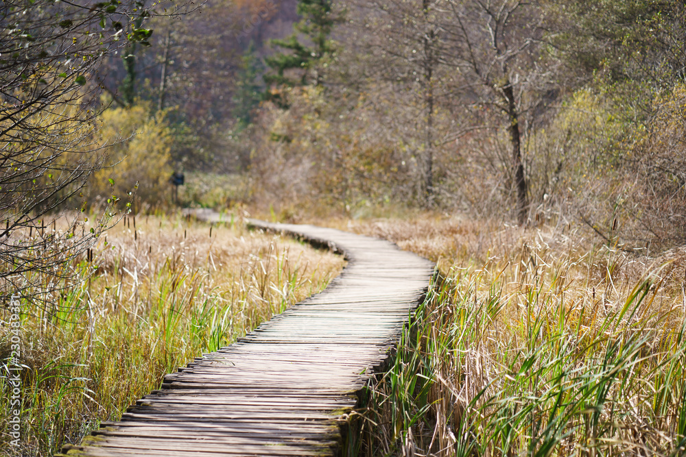 wooden path in the forest wooden path in the forest
