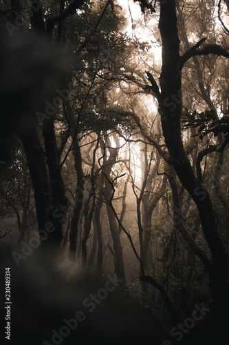 tenerife, Tenriffa, Hiking, green, urlaub, wandern, landscapes,  tree, cloud, view, trip, sky, sunset, nuture, sun, mountains, adventure, sea, sand, blue, water, outdoor, wave,