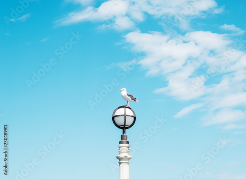 Seagull on Pier Light Post photo