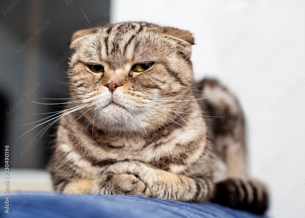 Fototapeta premium Poważny kot szkocki fałd leżący na niebieskiej sofie zgrabnie złożone łapy i wyniosły wygląd, miękkie tło białej ściany i okna. Zbliżenie.