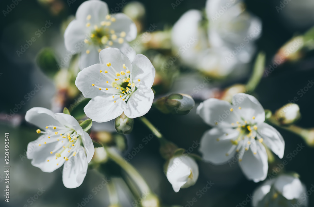 Blossoming of cherry flowers in spring time with green leaves and copyspace, macro Blossoming of cherry flowers in spring time with green leaves and copyspace, macro
