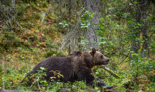 A brown bear in the autumn forest. Adult Big Brown Bear Male. Scientific name: Ursus arctos.