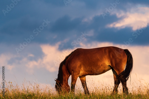 Fototapeta Naklejka Na Ścianę i Meble -  Portrait of a horse standing with his back to the sun at sunset on the field and sky background