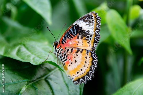 Multi-Colored Butterfly/A uniquely beautiful multi-colored butterfly perched on a green leaf. © jlwphotography