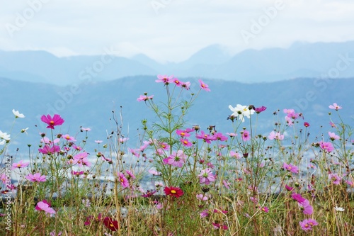 Fototapeta Naklejka Na Ścianę i Meble -  Seasonal flower background 