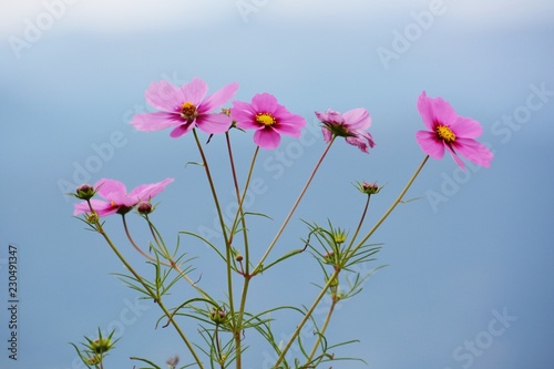 Seasonal flower background  Cosmos 