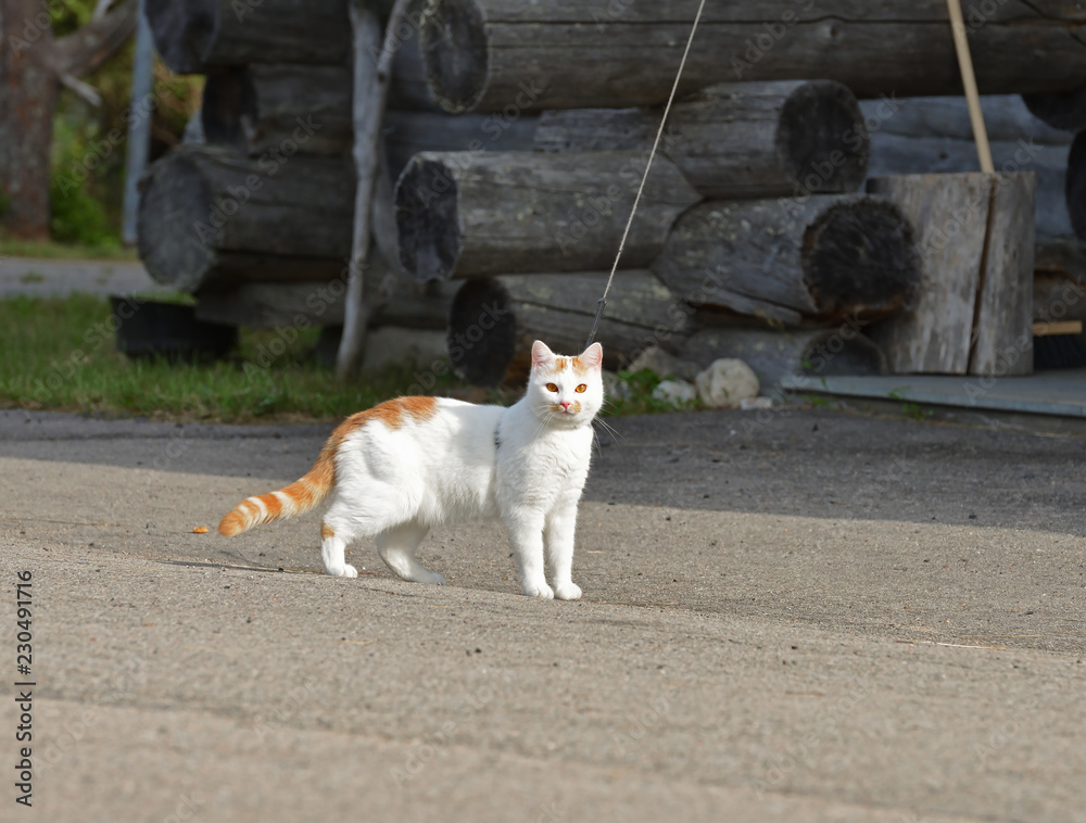 Beautiful cat on leash near wooden cottage in forest