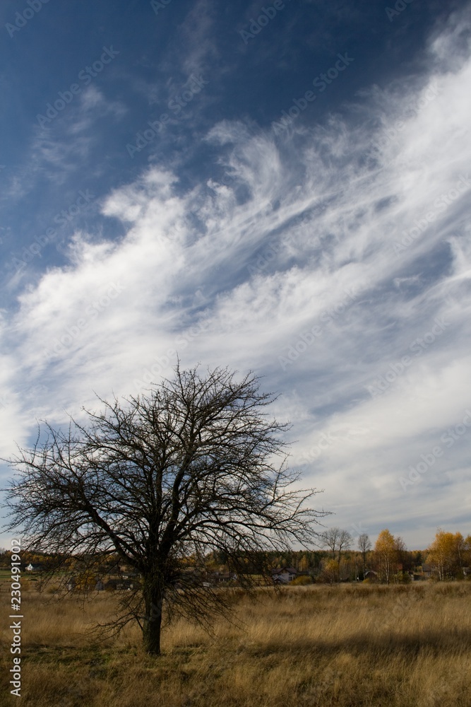 Obraz premium bare tree and blue sky