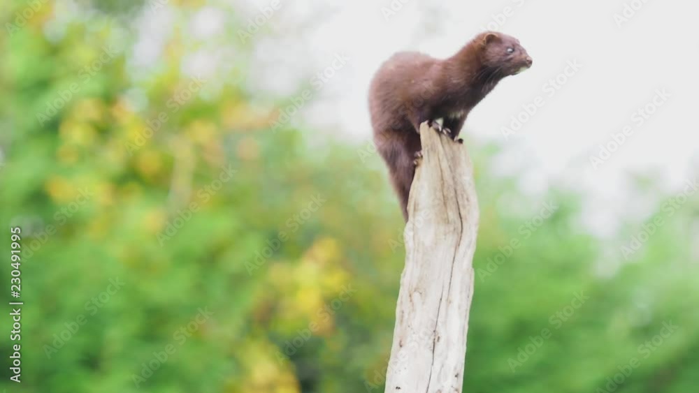 American mink (Neovison vison). American mink (Neovison vison).