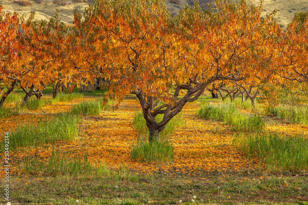 Apple orchard in October with fallen leaves Apple orchard in October with fallen leaves