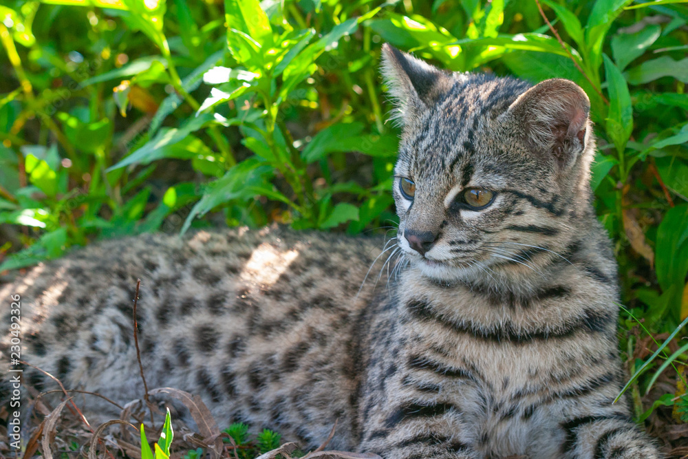 Geoffroy´s Cat in natural habitat, Ibera wetlands Geoffroy´s Cat in natural habitat, Ibera wetlands