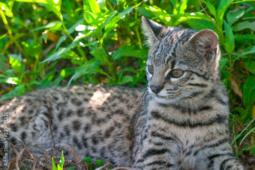 Geoffroy´s Cat in natural habitat, Ibera wetlands © prmfoto