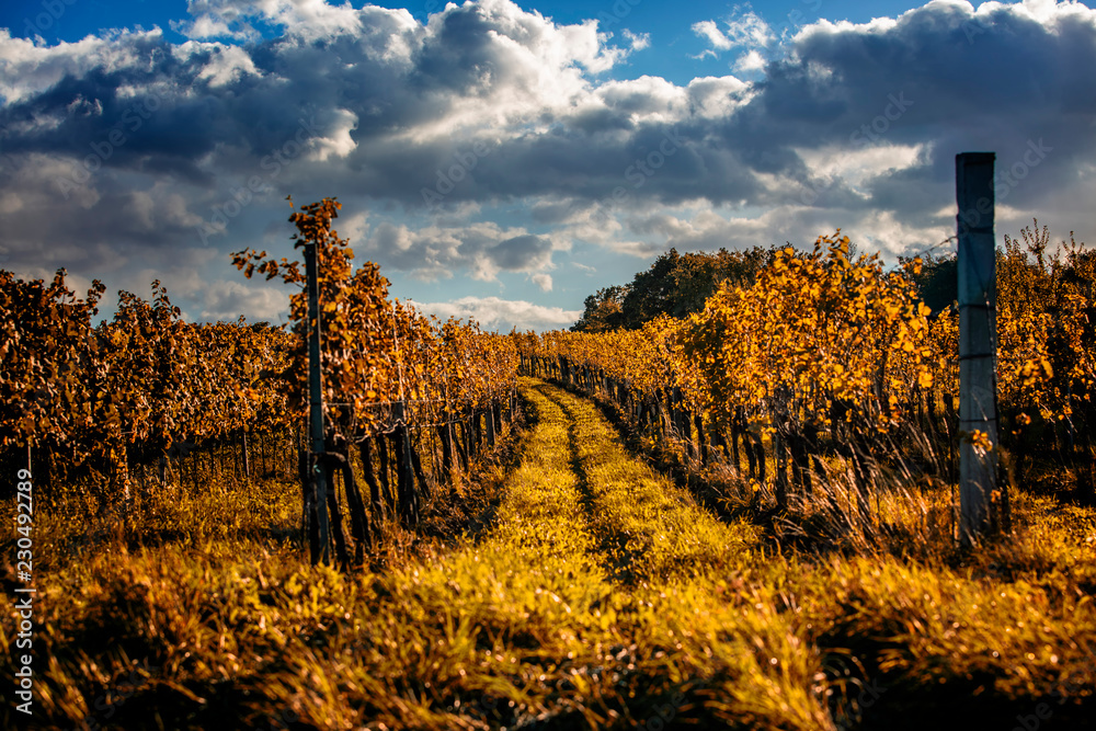 Obraz premium autumn vineyards background
