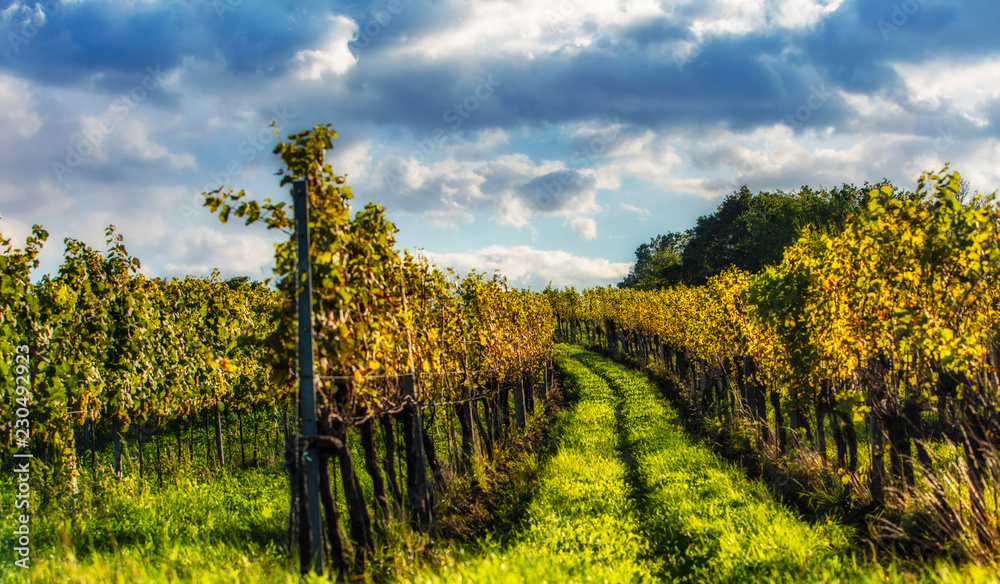 Naklejka premium autumn vineyards landscape