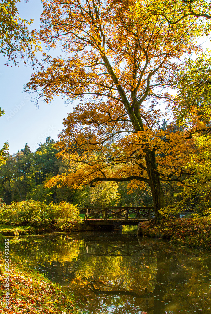  Colorful landscape .Old bridge in autumn park. The tree grows near the lake . The fall season.