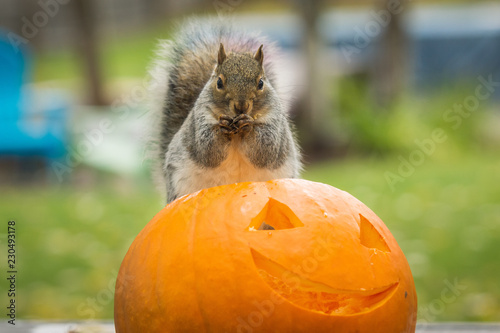 Squirrel eating a carved halloween pumpkin 