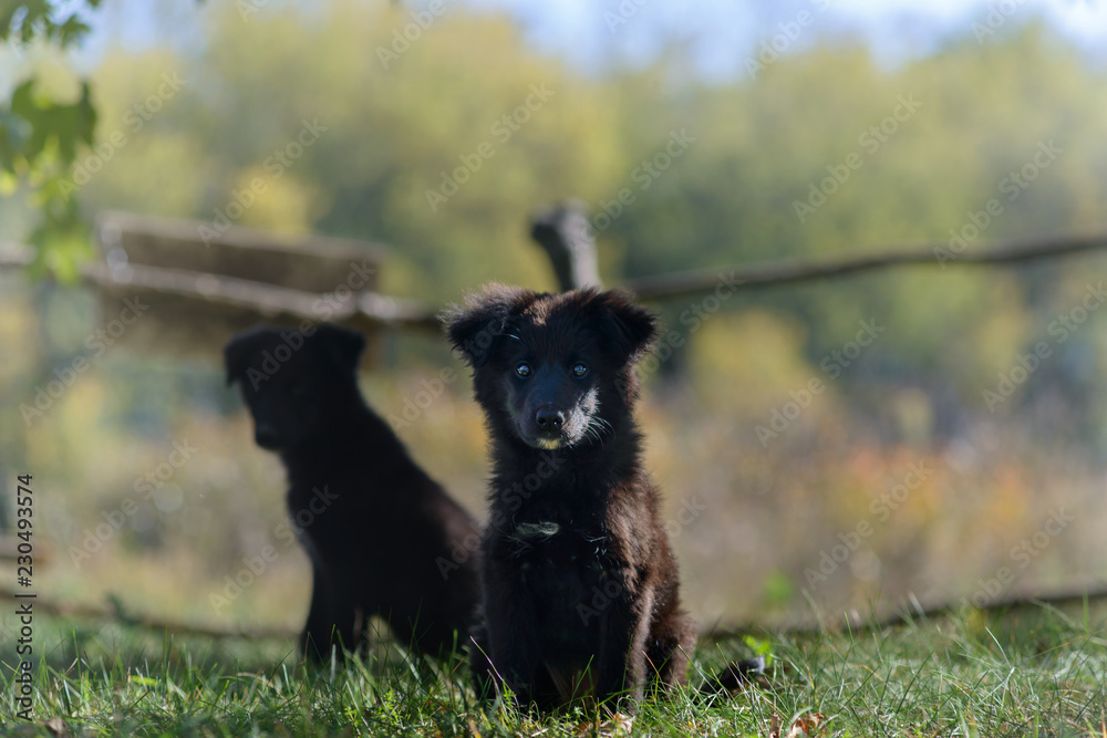 Beautiful dark dog in the rays of the autumn sun Beautiful dark dog in the rays of the autumn sun