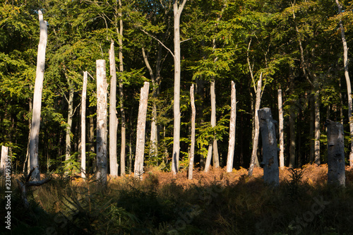 Im Darßwald auf dem Darß photo