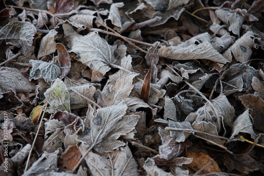 Frost covered autumn leaves on the ground, England
