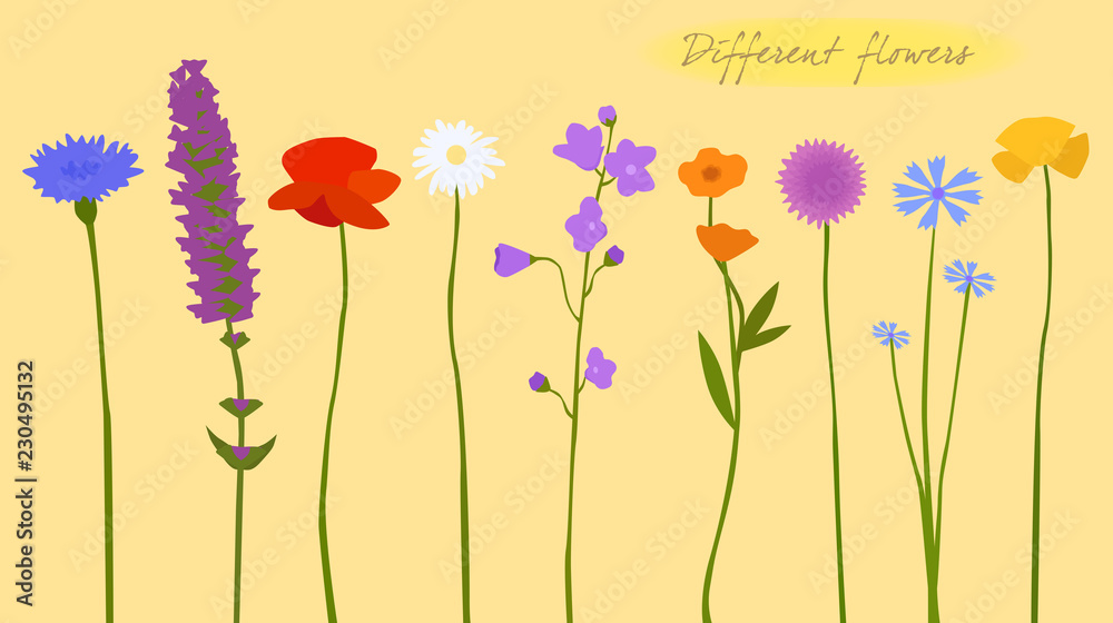Wild flowers, colorful, different, vector