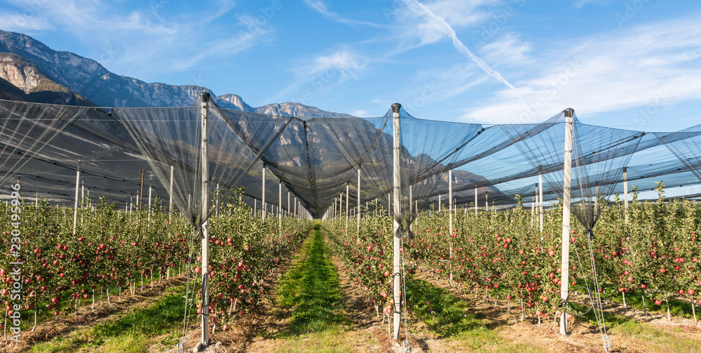 Intensive Fruit Production or Orchard with Crop Protection Nets in South Tyrol, Italy. Apple orchard of variety 'pink lady'. Harvest time