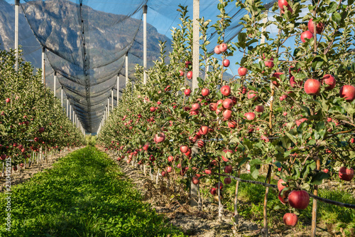 Intensive Fruit Production or Orchard with Crop Protection Nets in South Tyrol, Italy. Apple orchard of variety 'pink lady'. Harvest time photo