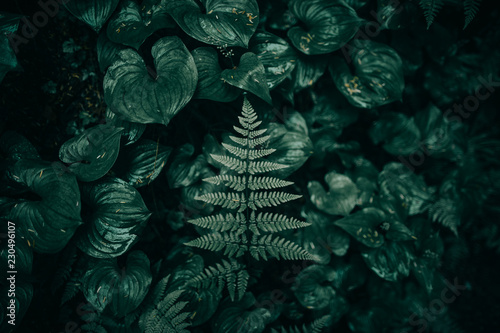 Close up of a leaf
