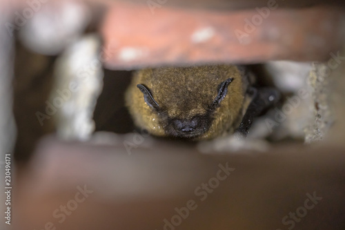 Hibernating pipistrelle bat