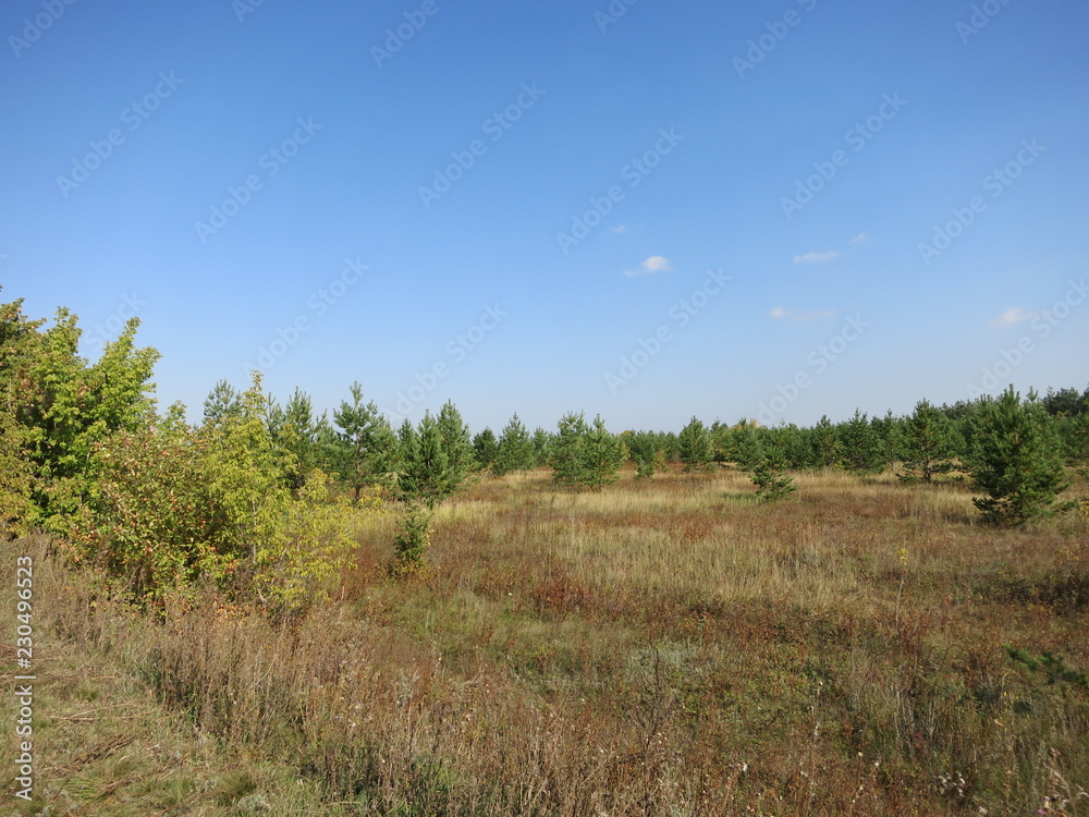 tree in the field