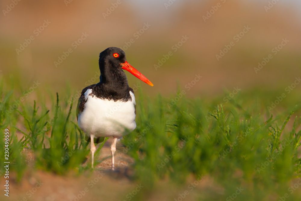 American Oystercatcher at eye view in natural habitat