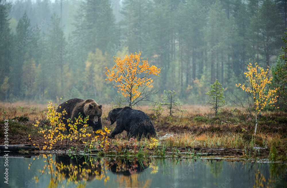 Two bears fighting in autumn forest. Ursus arctos. Natural habitat. Two bears fighting in autumn forest. Ursus arctos. Natural habitat.
