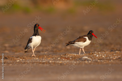 American Oystercatcher at eye view in natural habitat