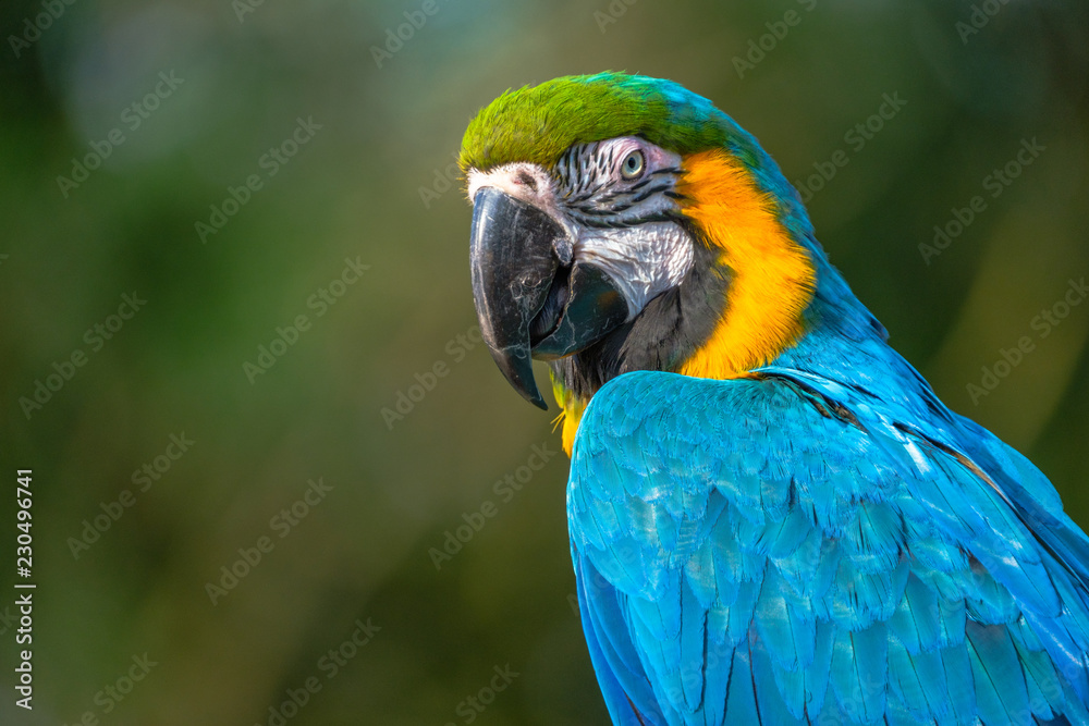 Portrait of the blue-and-gold macaw with a gorgeous blue body and dark lemon-yellow chest, native to South and Central America.