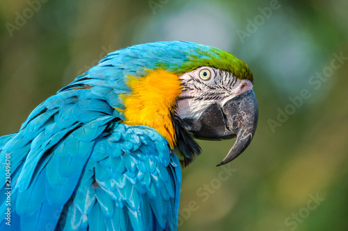 Portrait of the blue-and-gold macaw with a gorgeous blue body and dark lemon-yellow chest, native to South and Central America.
