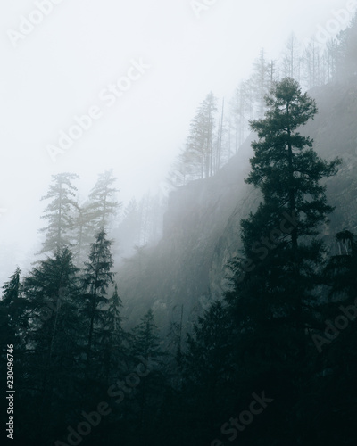 Trees surrounded by misty clouds