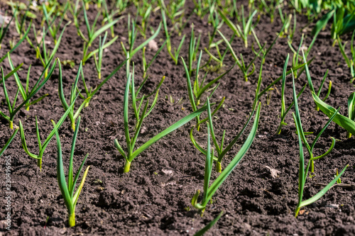 Garlic Plantation. Green young garlic stalks. Agriculture background with limited depth of field.