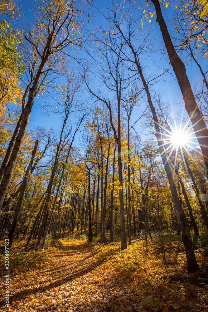 Obraz premium Falls beautiful Colourful trees of the Gatineau Hills.