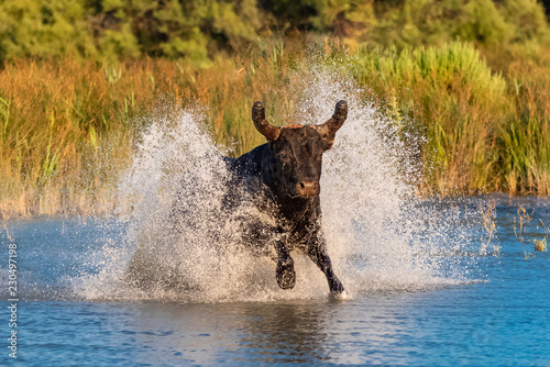 Bull galloping in the water, charging bull in Camargue 

