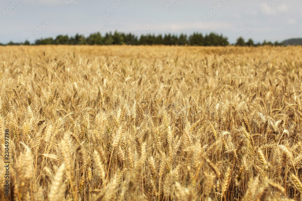 Wheat field lit by afternoon sun with forest in background. Wheat field lit by afternoon sun with forest in background.