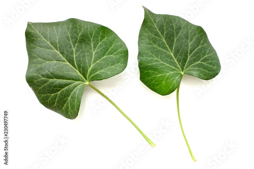 green leaf isolated on white background