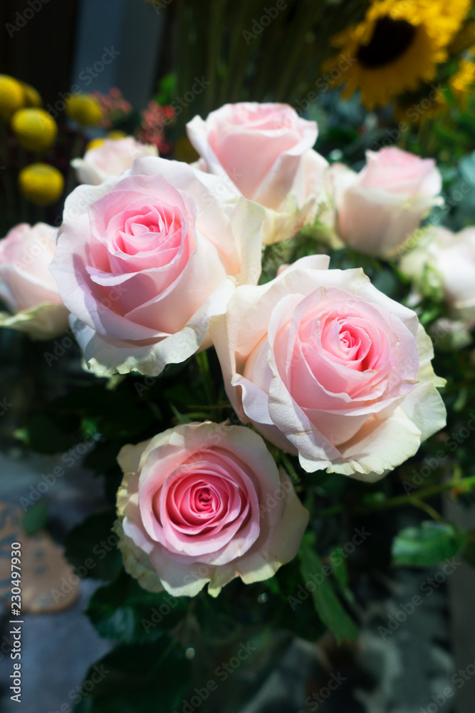 Obraz premium Pink Roses background