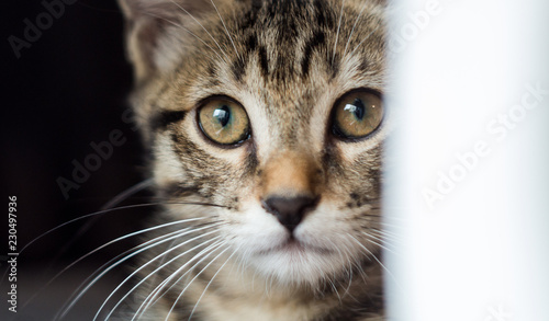 Regard de chaton