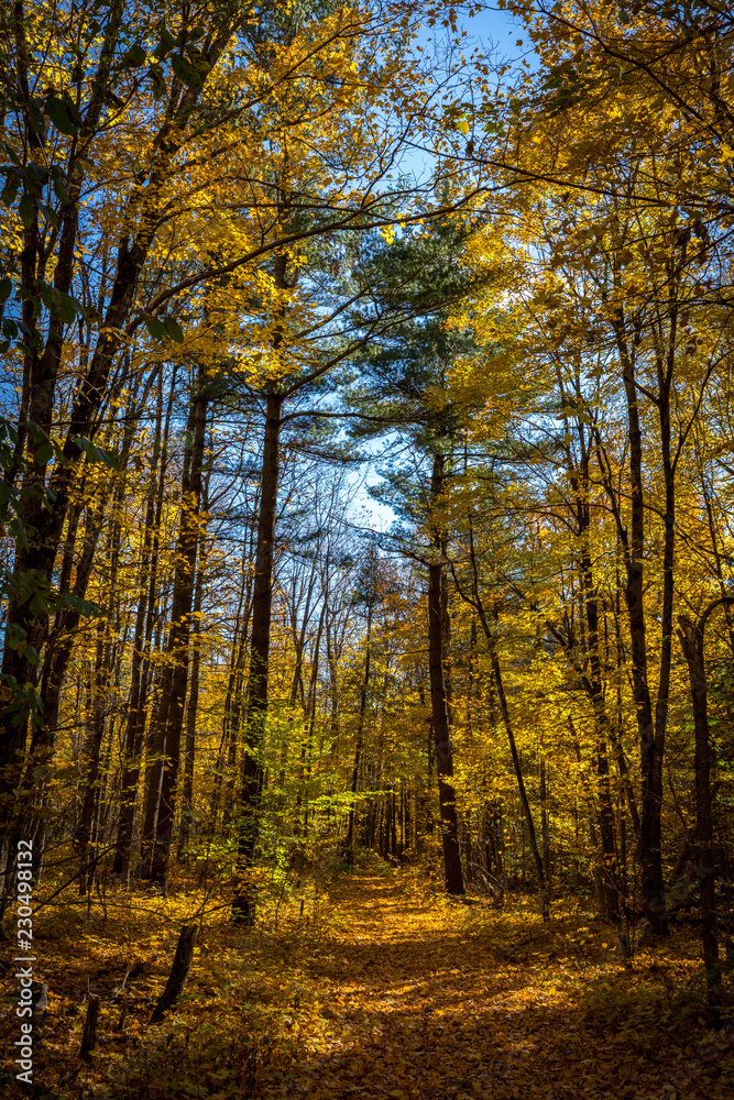 Falls beautiful Colourful trees of the Gatineau Hills.