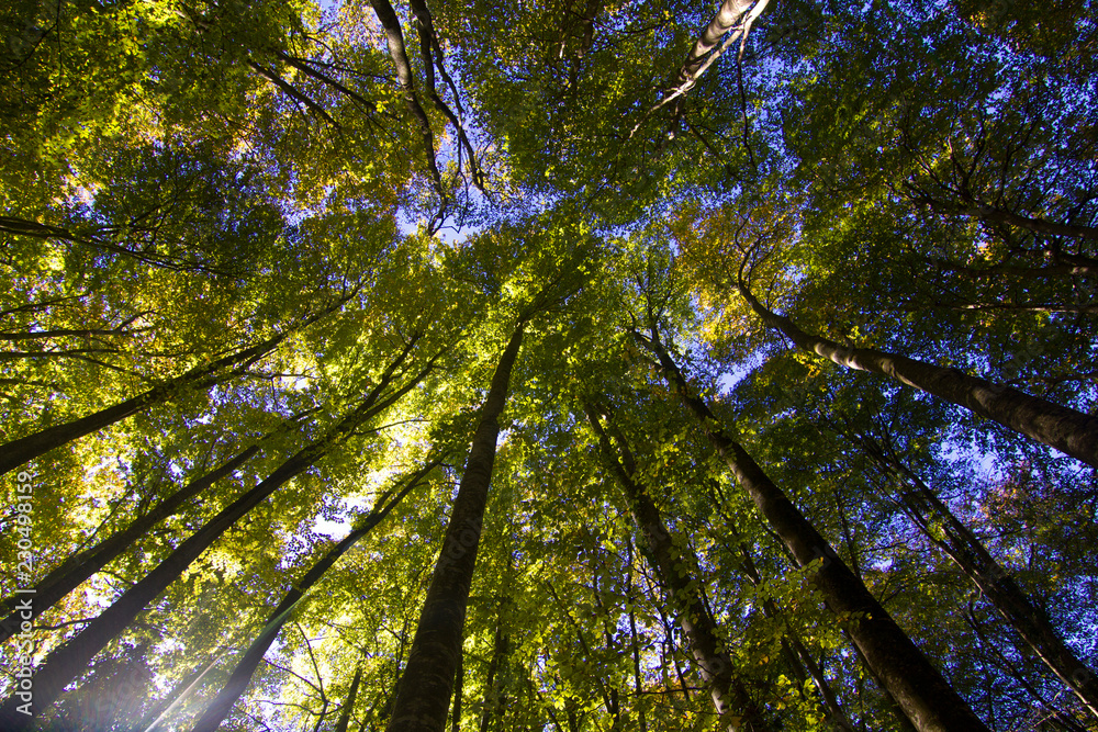 Fototapeta premium Bosque